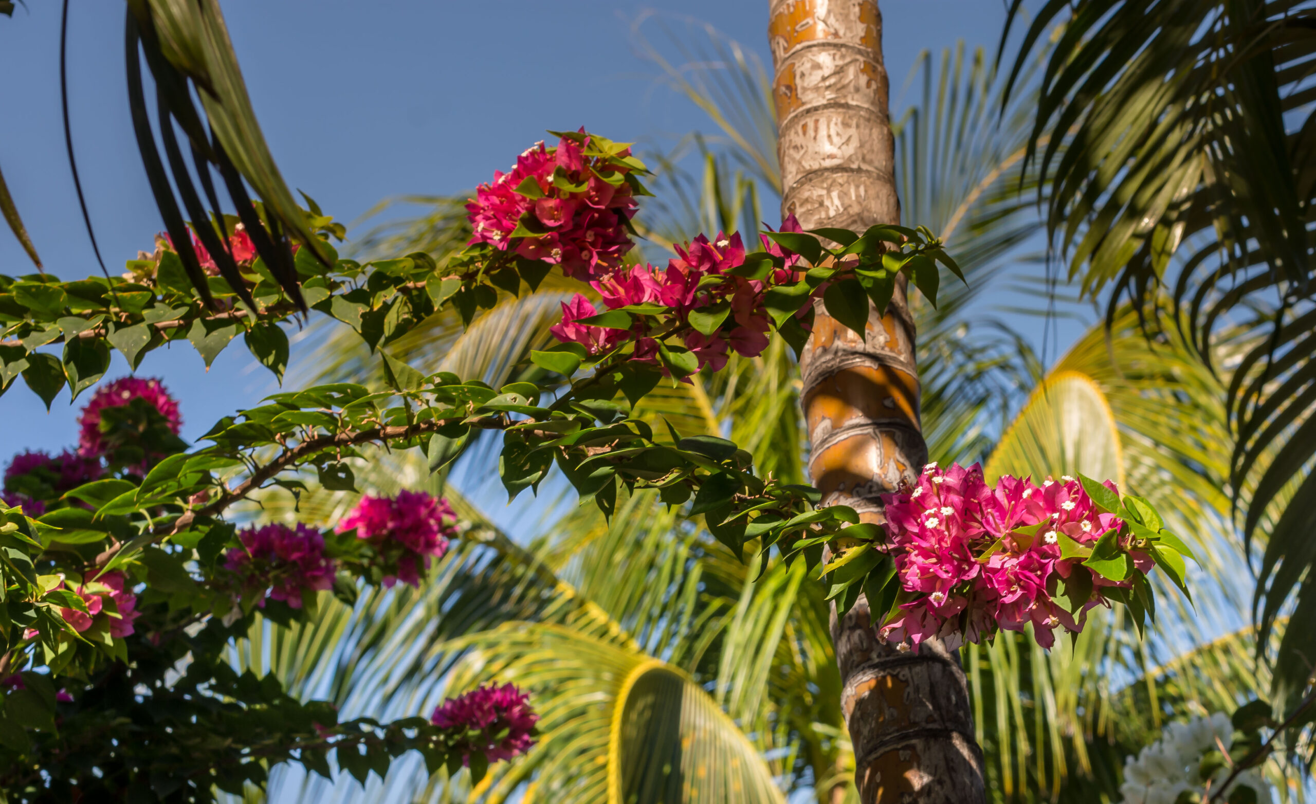 fleur 2 jardin Bohème Carïb