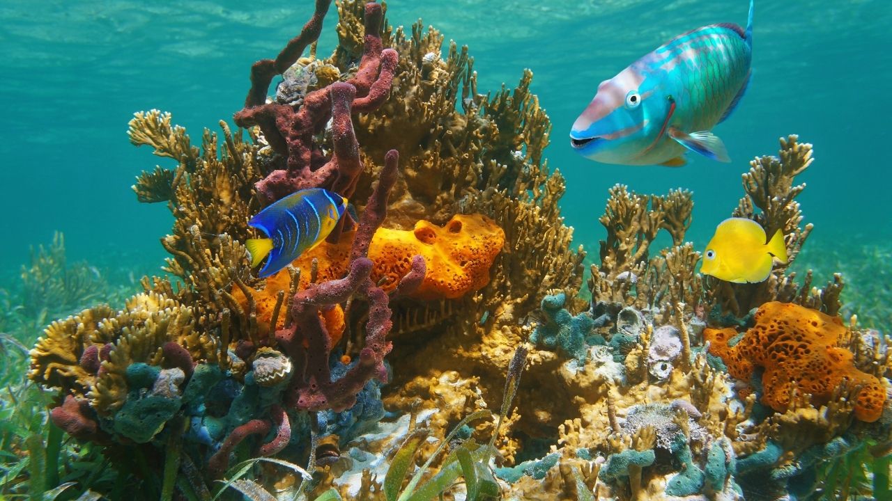 Poissons tropicaux et corail dans la Réserve Cousteau, Îlet Pigeon, Guadeloupe