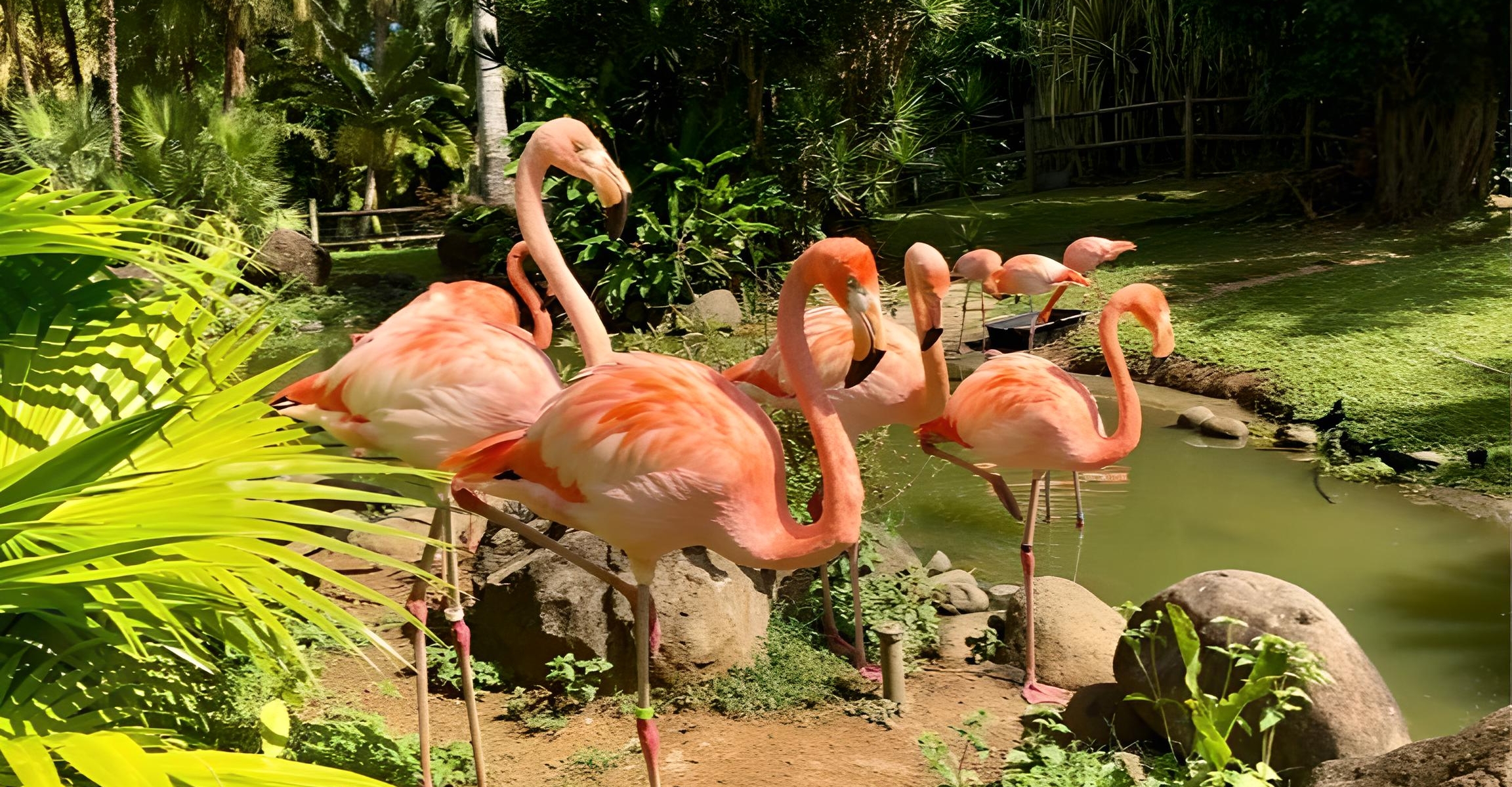 Flamants roses au Jardin Botanique de Deshaies en Guadeloupe
