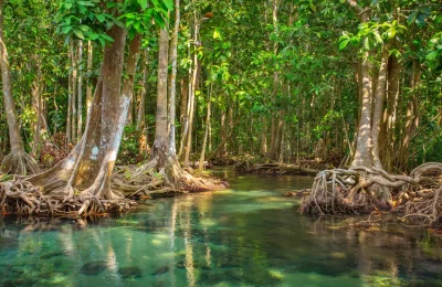 superbe mangrove avec palétuviers